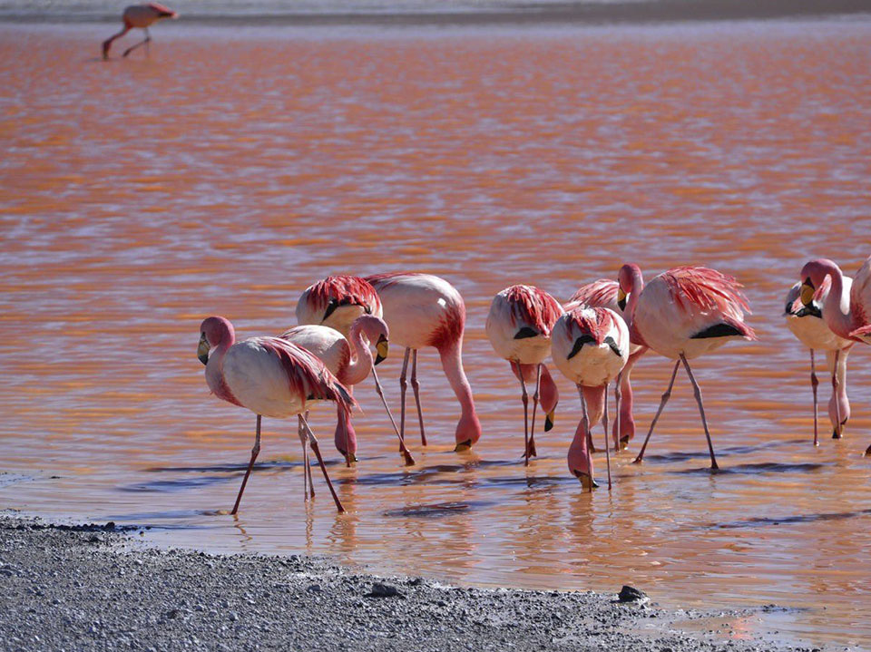 tour salar de uyuni desde santiago